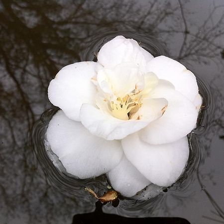 Eira Das Carvalhas Penafiel Oda fotoğraf