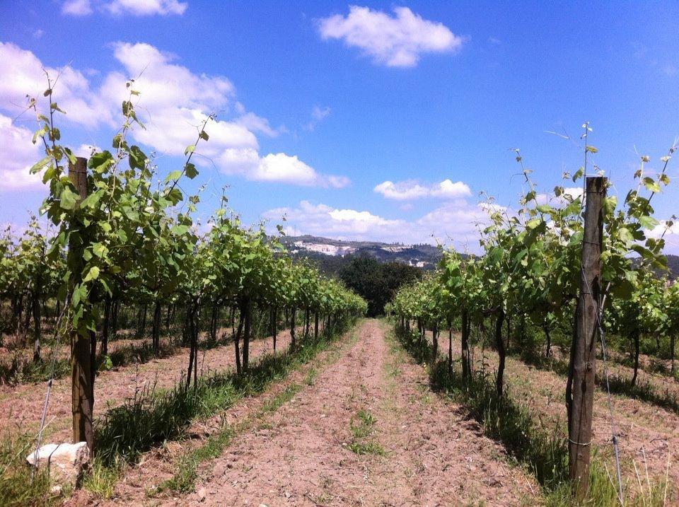 Eira Das Carvalhas Penafiel Oda fotoğraf